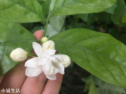 茉莉花多久施一次硫酸亚铁才能有效的保持酸性？