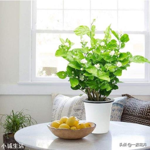 茉莉花多久施一次硫酸亚铁才能有效的保持酸性？