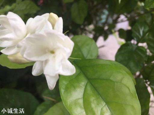 茉莉花多久施一次硫酸亚铁才能有效的保持酸性？