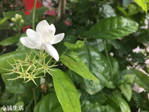 茉莉花多久施一次硫酸亚铁才能有效的保持酸性？