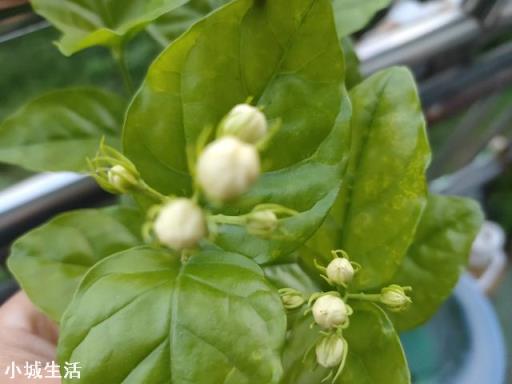 茉莉花多久施一次硫酸亚铁才能有效的保持酸性？