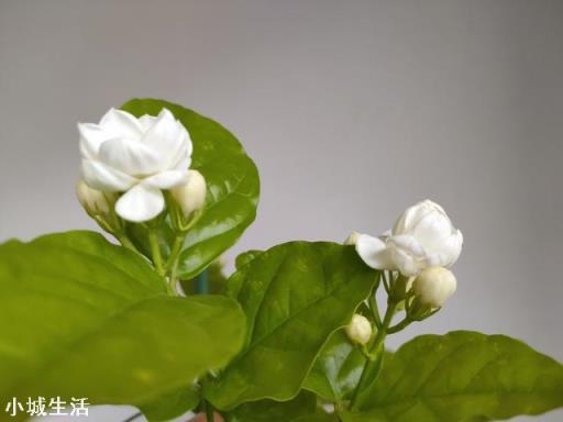 茉莉花多久施一次硫酸亚铁才能有效的保持酸性？
