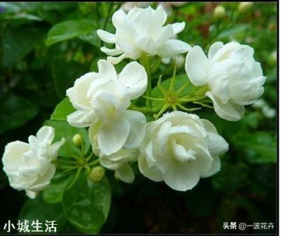 茉莉花多久施一次硫酸亚铁才能有效的保持酸性？