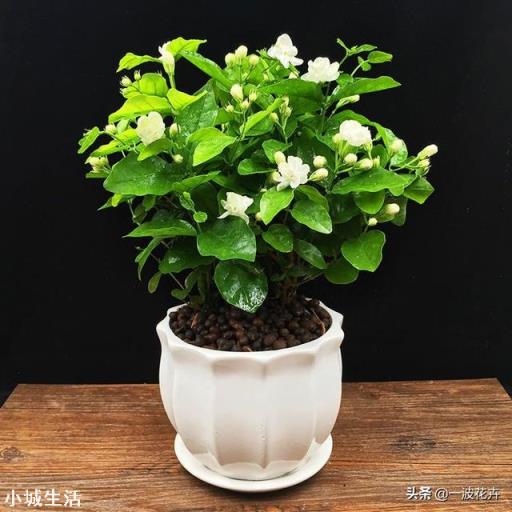 茉莉花多久施一次硫酸亚铁才能有效的保持酸性？