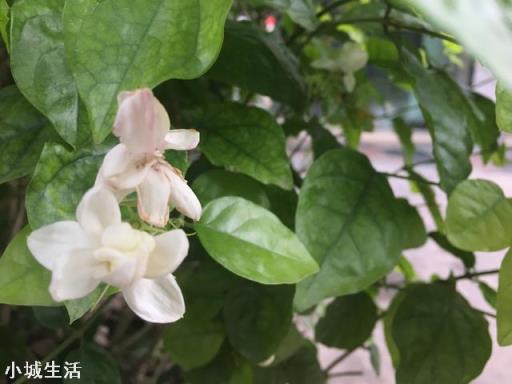 茉莉花多久施一次硫酸亚铁才能有效的保持酸性？