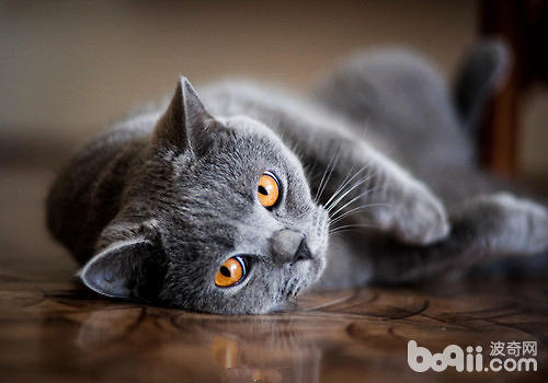 英短蓝猫的价格贵吗