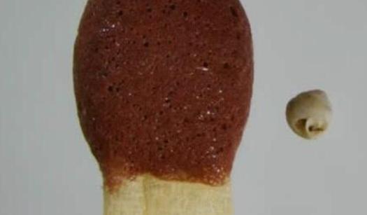壳宽仅有半毫米 世界上最小的蜗牛