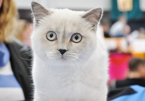 最漂亮布偶猫选购技巧介绍 猫选购之布偶猫的选择指引