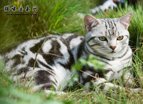 为什么德文卷毛猫那么贵