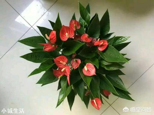 红掌黄叶是怎么回事？该怎么补救？