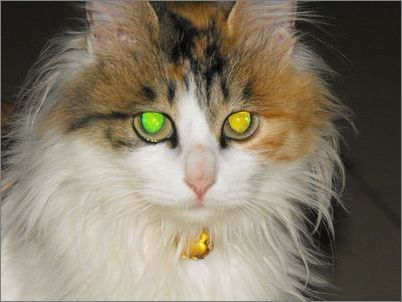 纯种波斯猫的眼睛特点，教你护理波斯猫眼睛和耳朵