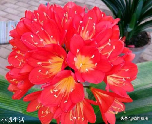 君子兰，怎么才能够叶子油亮肥厚呢？