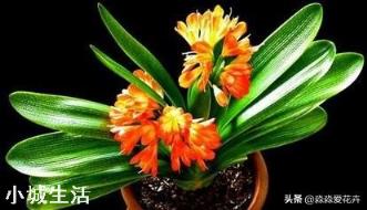 君子兰，怎么才能够叶子油亮肥厚呢？