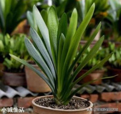 君子兰，怎么才能够叶子油亮肥厚呢？