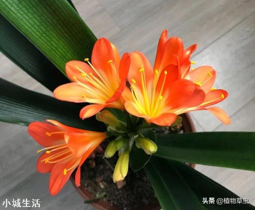 君子兰，怎么才能够叶子油亮肥厚呢？