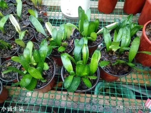 君子兰，怎么才能够叶子油亮肥厚呢？