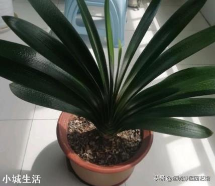 君子兰，怎么才能够叶子油亮肥厚呢？