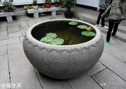 可以在困水缸里養綠蘿嗎？