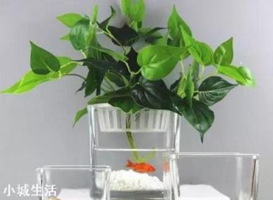可以在困水缸里養綠蘿嗎？