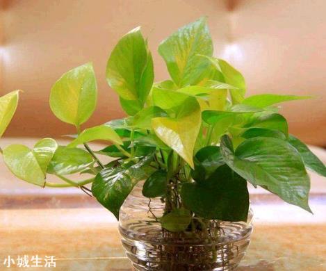 可以在困水缸里養綠蘿嗎？