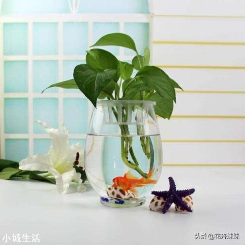 可以在困水缸里養綠蘿嗎？
