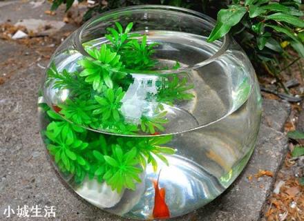 可以在困水缸里養綠蘿嗎？
