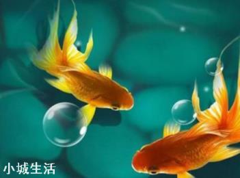 可以在困水缸里養綠蘿嗎？
