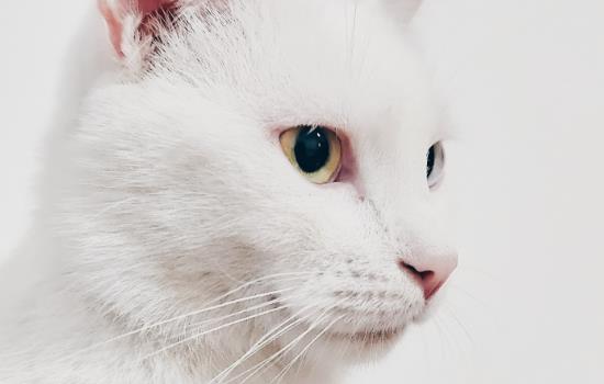 猫咪可以放大巴车后备箱