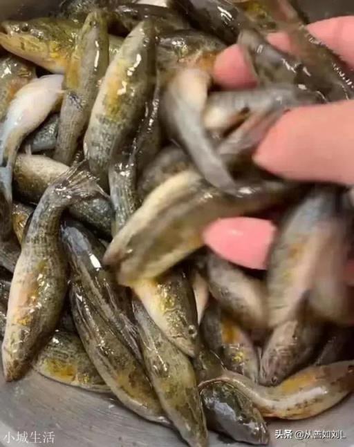 東北的老頭魚(yú)是一種什么魚(yú)？怎么做好吃？