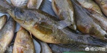 東北的老頭魚(yú)是一種什么魚(yú)？怎么做好吃？