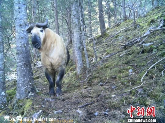四川达古冰山景区捕获一级保护动物金丝猴羚牛影像【图】
