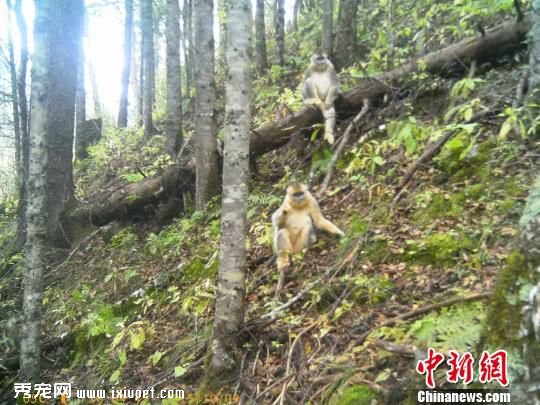 四川达古冰山景区捕获一级保护动物金丝猴羚牛影像【图】