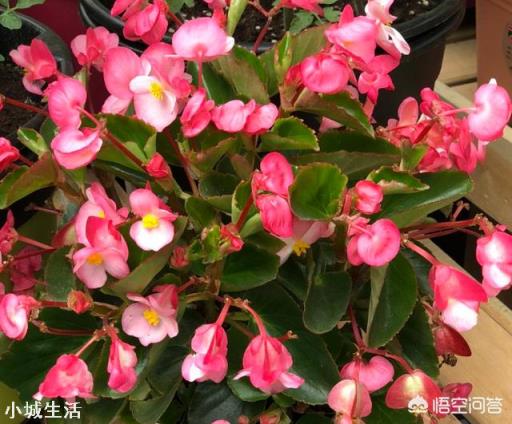 四季海棠該怎么養(yǎng)護？