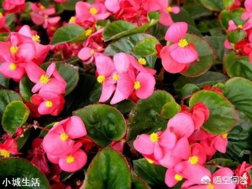 四季海棠該怎么養(yǎng)護？