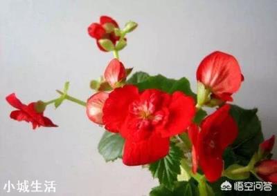 四季海棠該怎么養(yǎng)護？