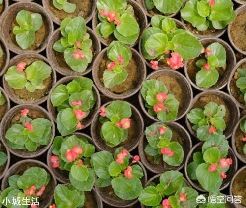 四季海棠該怎么養(yǎng)護？
