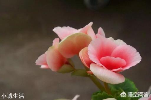 四季海棠該怎么養(yǎng)護？
