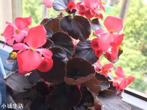 四季海棠該怎么養(yǎng)護？