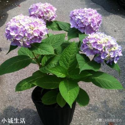 绣球黄叶怎么办？