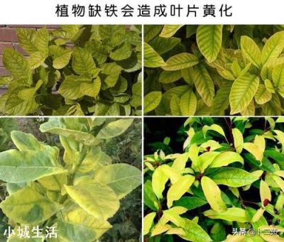 绣球黄叶怎么办？