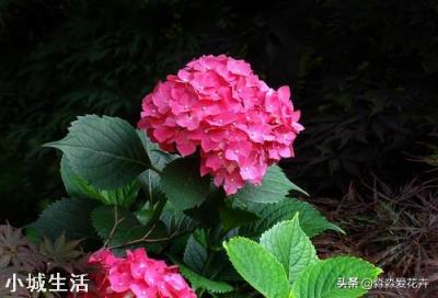 绣球黄叶怎么办？