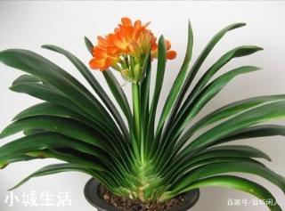君子蘭夏天追幾次肥？