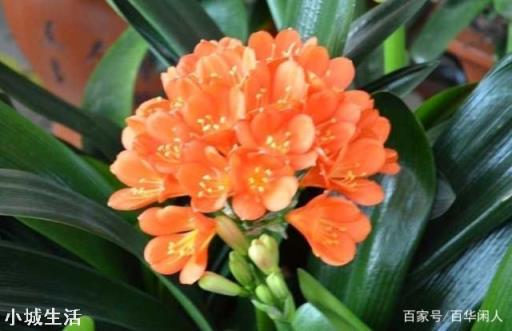 君子蘭夏天追幾次肥？