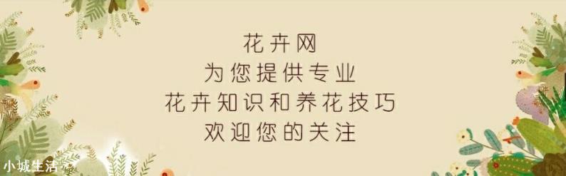 君子兰烂了好几个叶了，还能活吗？