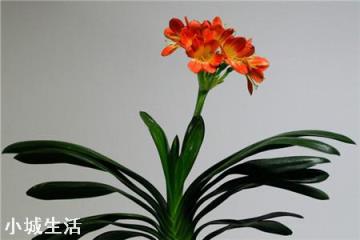 君子兰烂了好几个叶了，还能活吗？