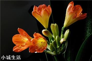 君子兰烂了好几个叶了，还能活吗？
