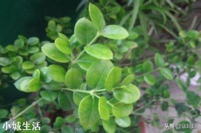 养得植物总掉花苞,叶子泛白该怎么办?