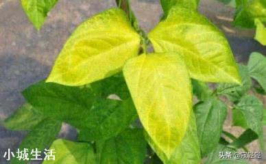 养得植物总掉花苞,叶子泛白该怎么办?