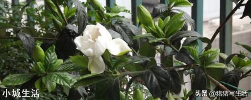 养得植物总掉花苞,叶子泛白该怎么办?