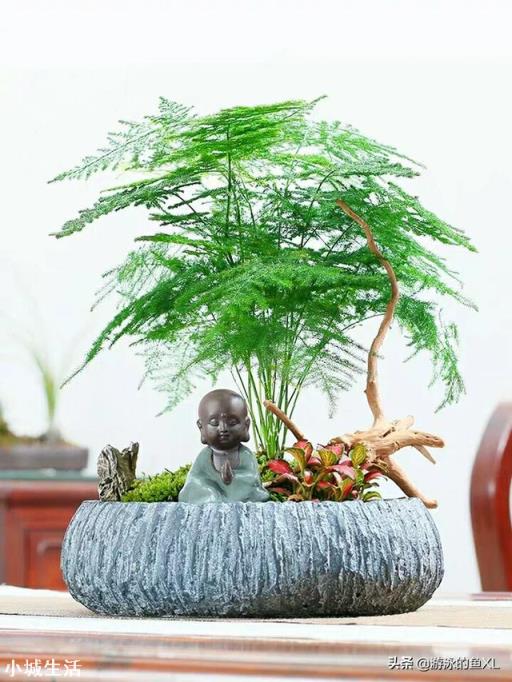 文竹可以晒太阳吗？怎么养护好呢？